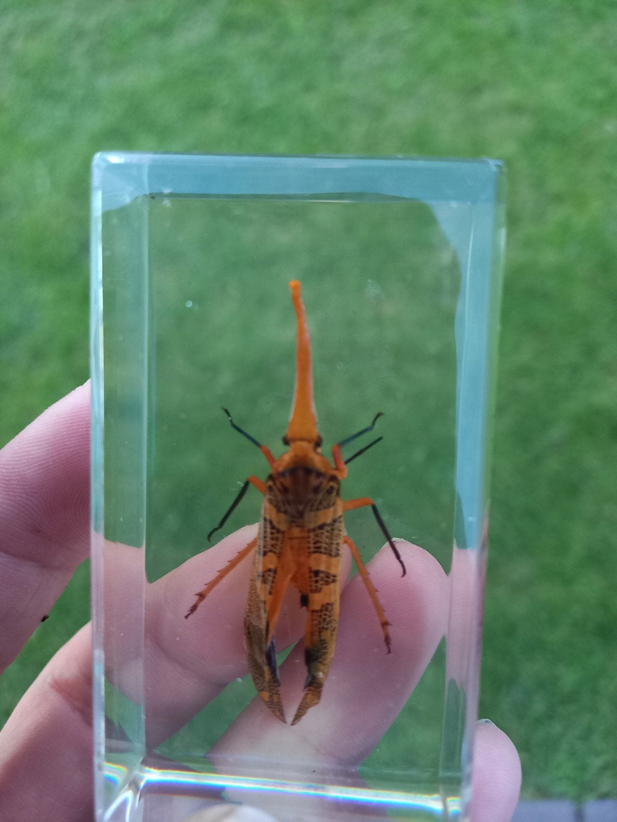 Insect in helder hars, Ophalen of Verzenden