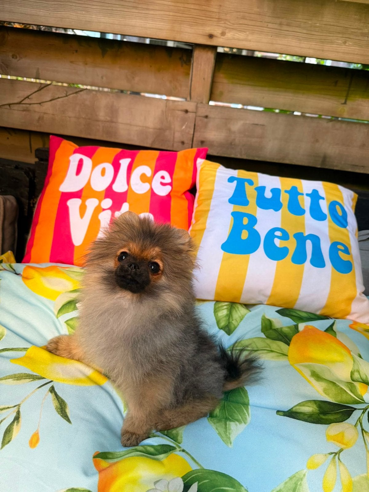 Pomeranian | Pomeriaan | Teef | Stamboom, Particulier, Keeshond, 15 weken tot 1 jaar, Buitenland