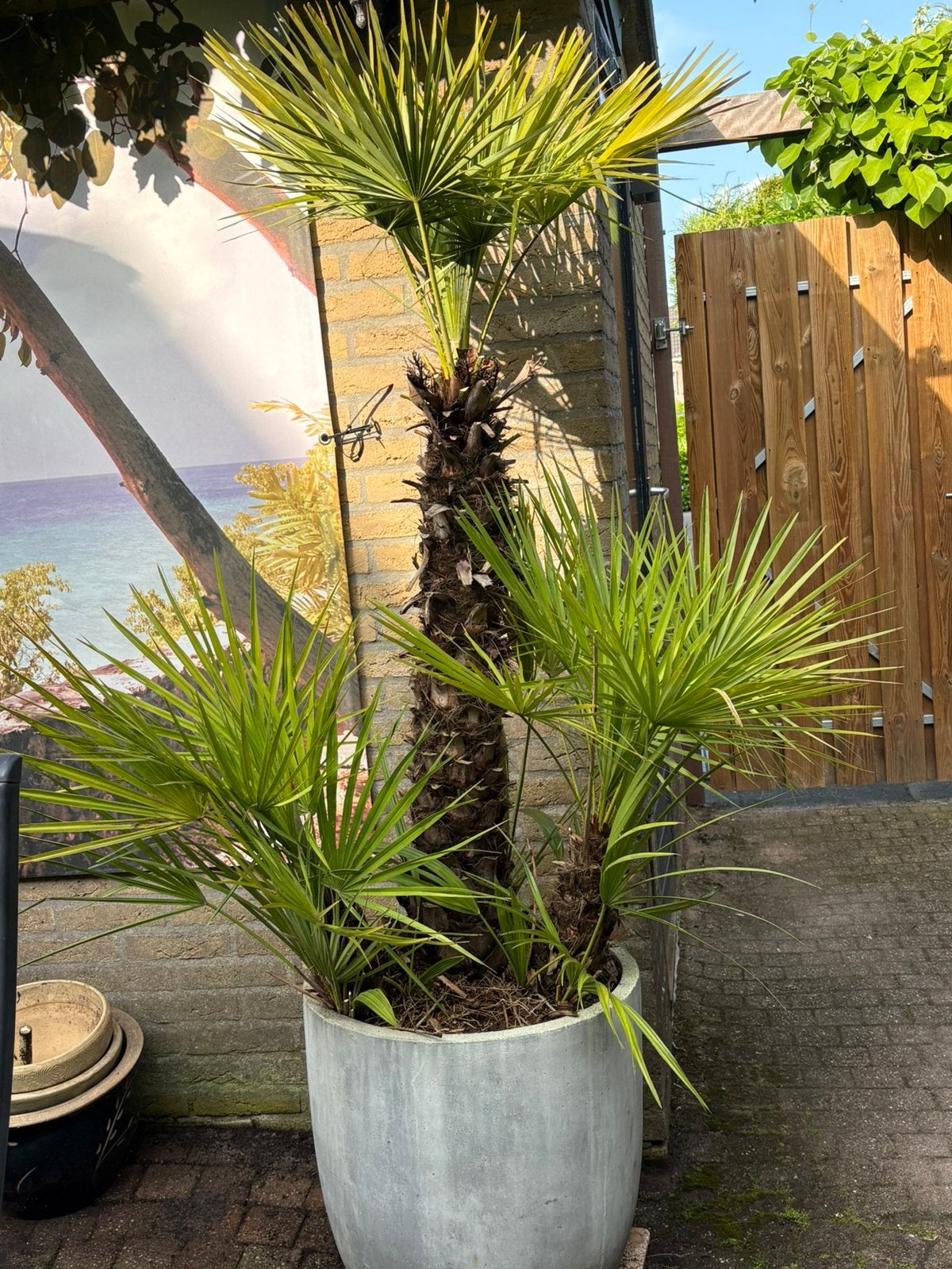Chamaerops humilis stam 90cm winterharde palmboom h 180cm