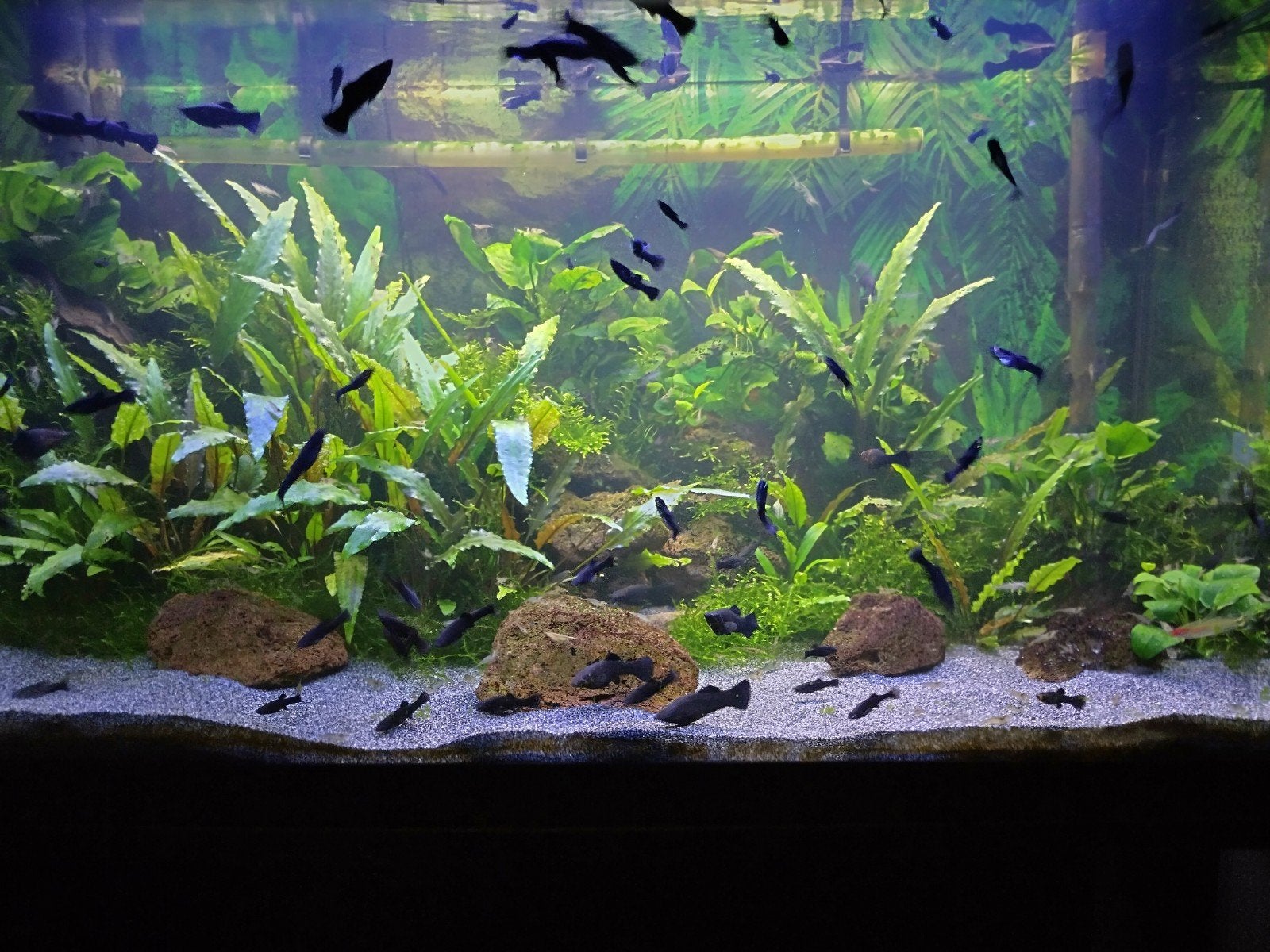 Black Molly's te koop, Dieren en Toebehoren, Vis