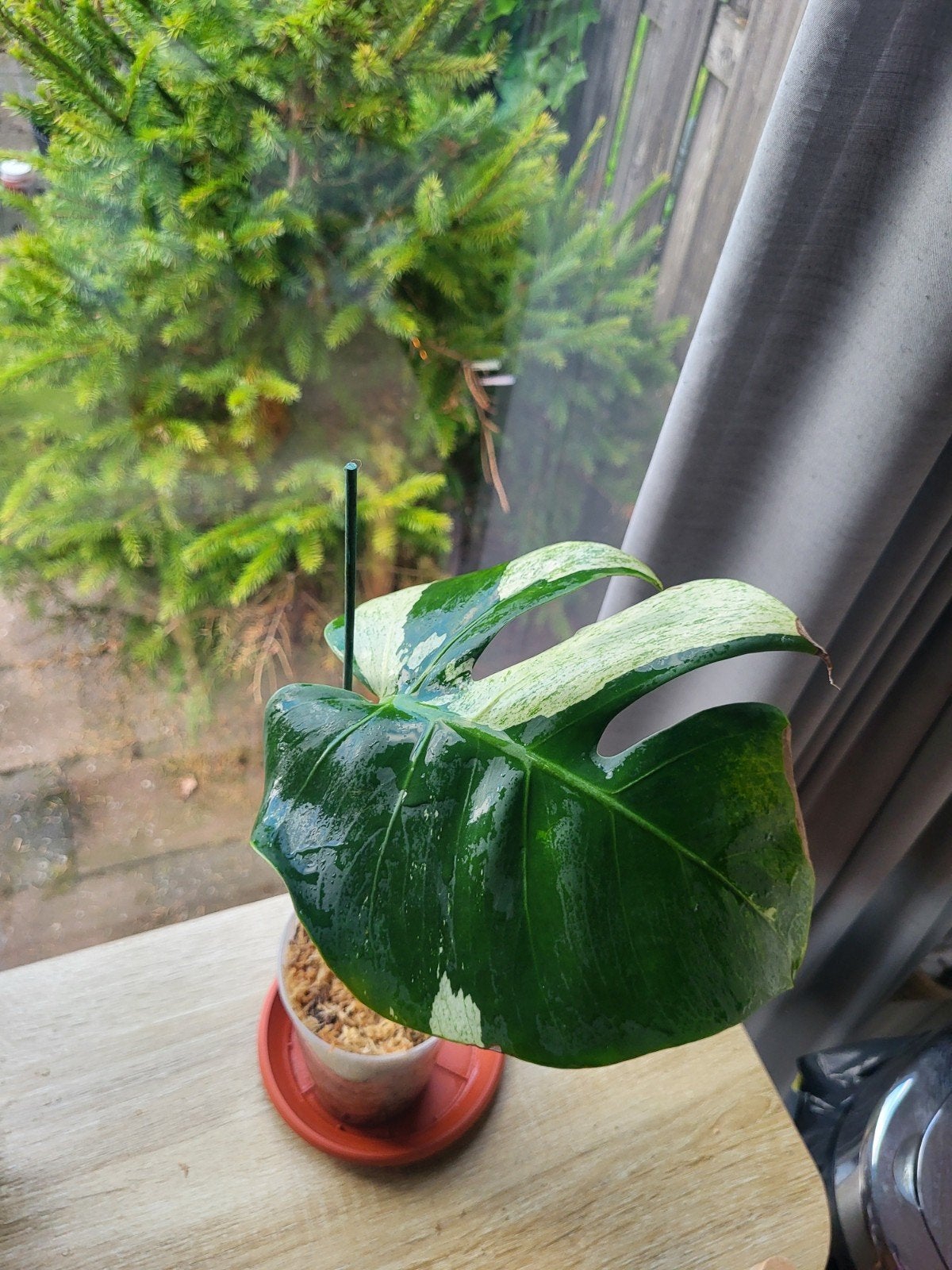 Monstera Jungle Mint, Huis en Inrichting, Kamerplanten, Ophalen of Verzenden, Halfschaduw, Minder dan 100 cm