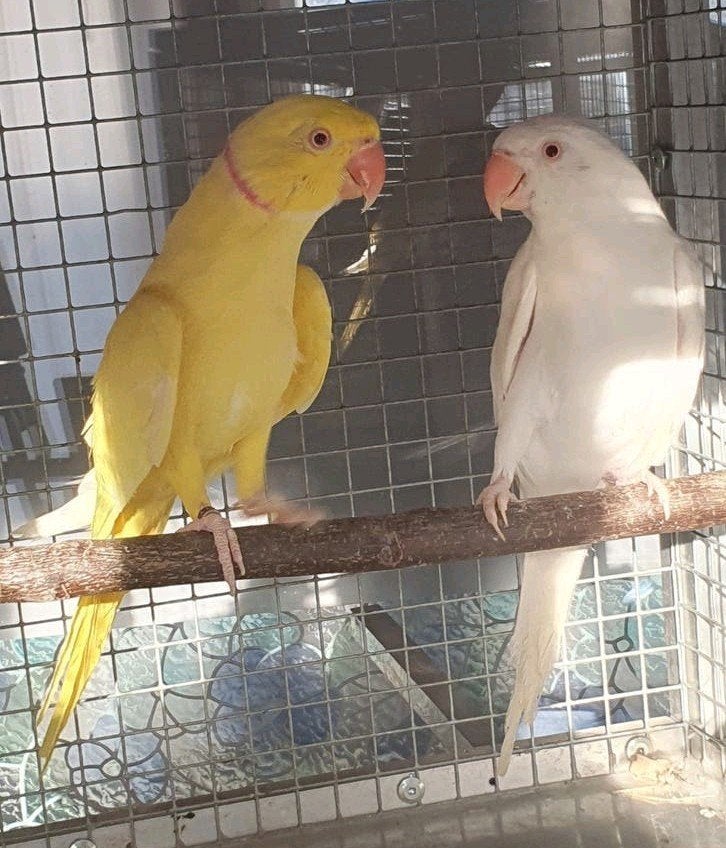 Halsbandparkieten, Meerdere dieren, Parkiet, Tam