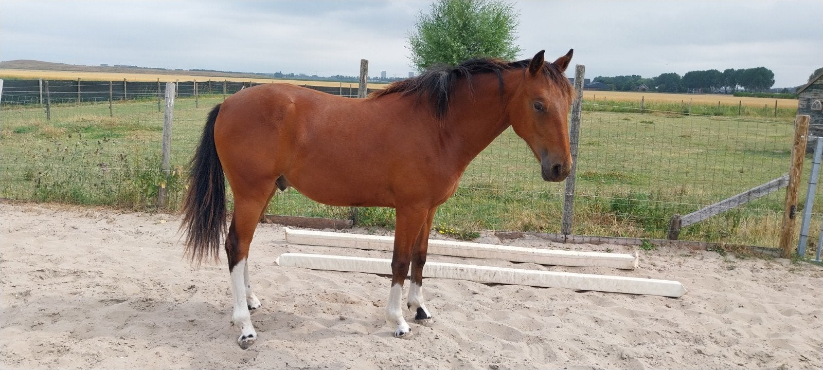 2025 Paint Minimal White Tobiano jaarling ruin, Dieren en Toebehoren, Paarden, Gechipt, Minder dan 160 cm, Ruin, 0 tot 2 jaar