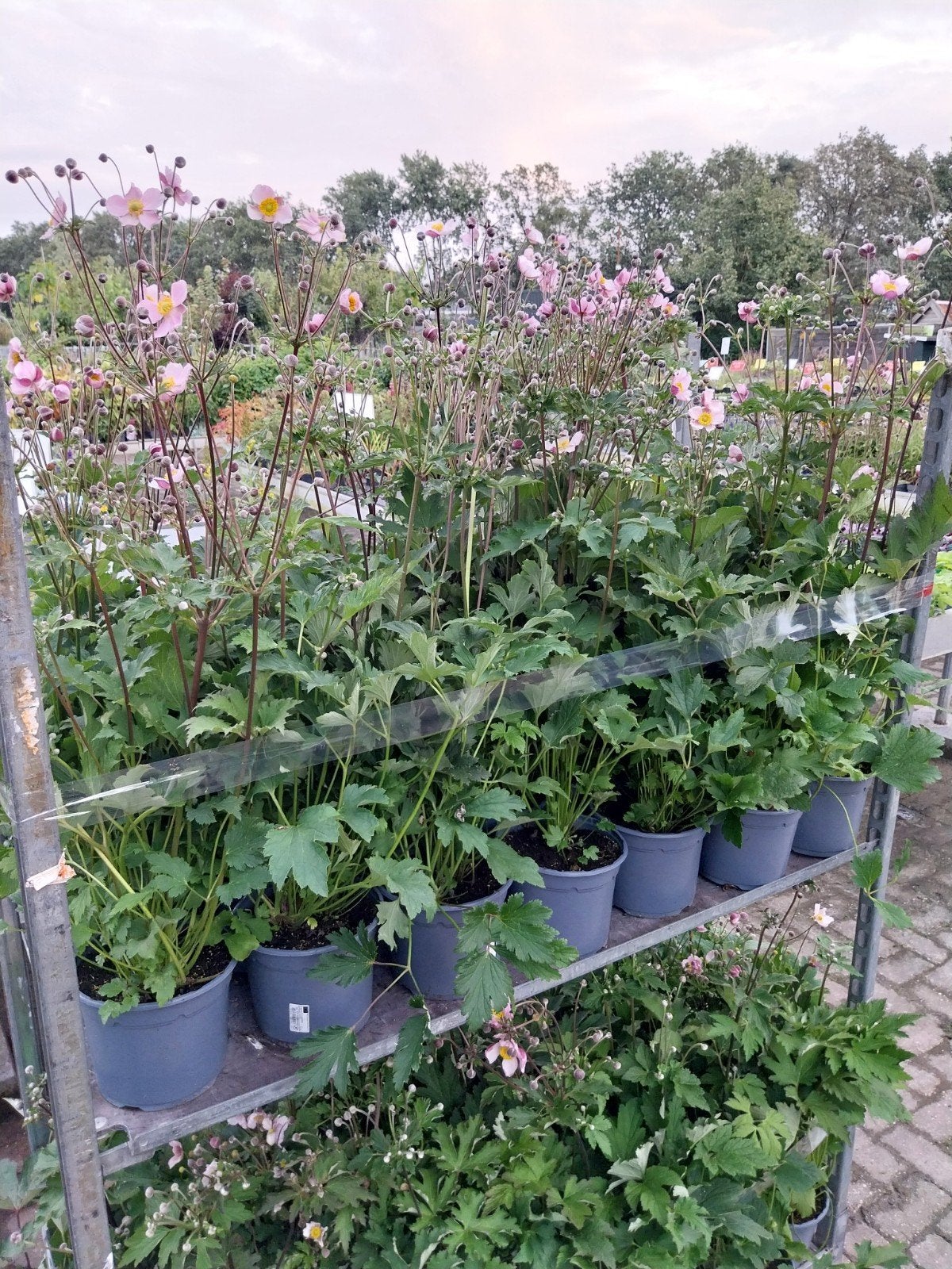 Grote Vaste Planten: Anemone, Kniphofia, Gaura, Echinacea, Tuin en Terras, Ophalen, Overige soorten, Volle zon