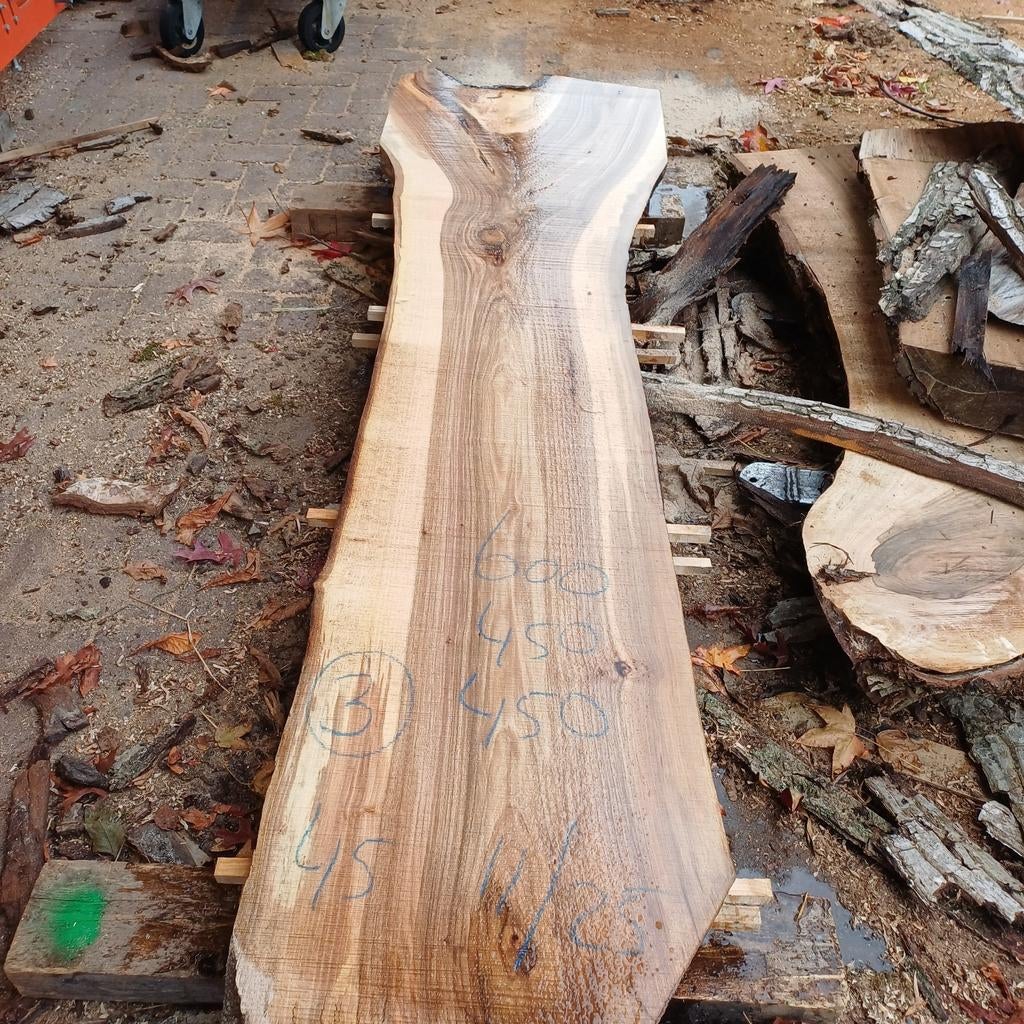 Stam, schaaldelen notenhout, Ophalen, 25 tot 50 mm, Nieuw, 200 tot 250 cm