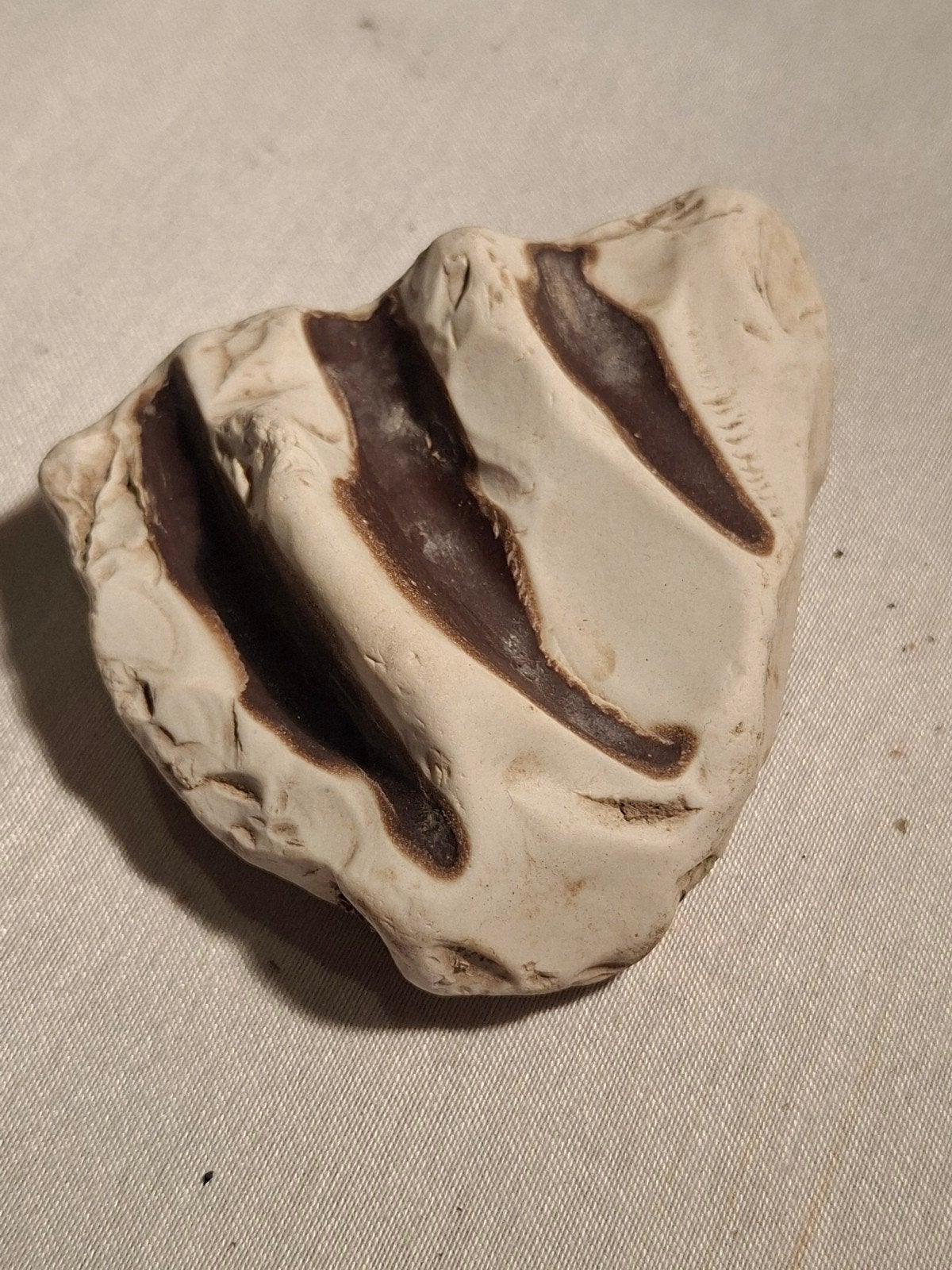 fossiel, Verzamelen, Mineralen en Fossielen, Ophalen of Verzenden, Fossiel