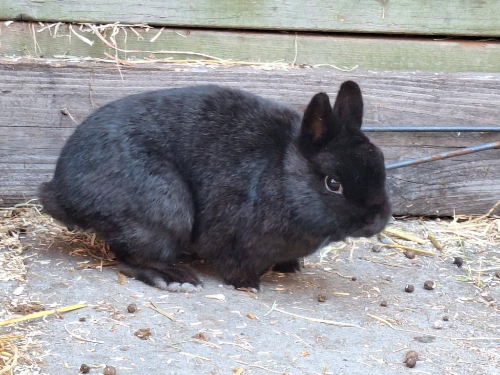 Gecastreerde kleurdwerg 1 jaar, Dieren en Toebehoren, Konijnen, Dwerg, Meerdere dieren, 3 tot 5 jaar