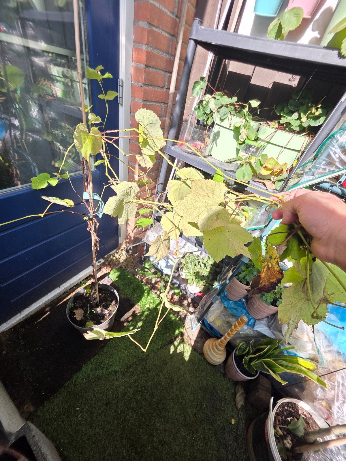 Vitis 'Boskoop Glory' - Blauwe druif, Ophalen, Volle zon, Vaste plant, Zomer