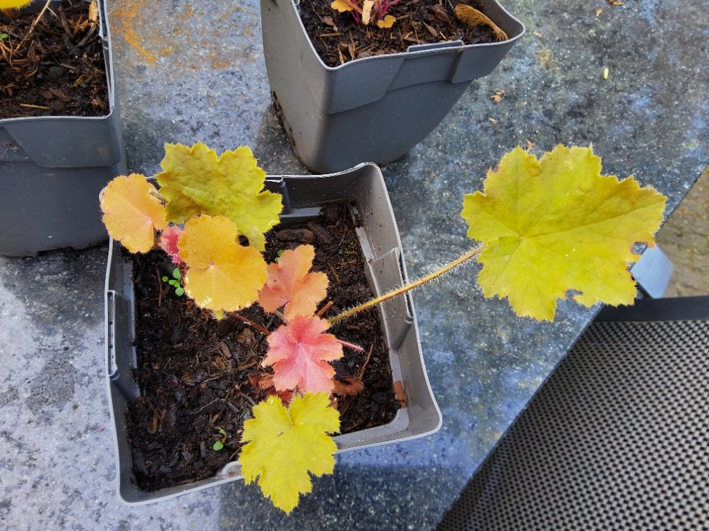 Diverse Heuchera pot 10,5, Tuin en Terras, Vaste plant, Halfschaduw, Zomer, Ophalen