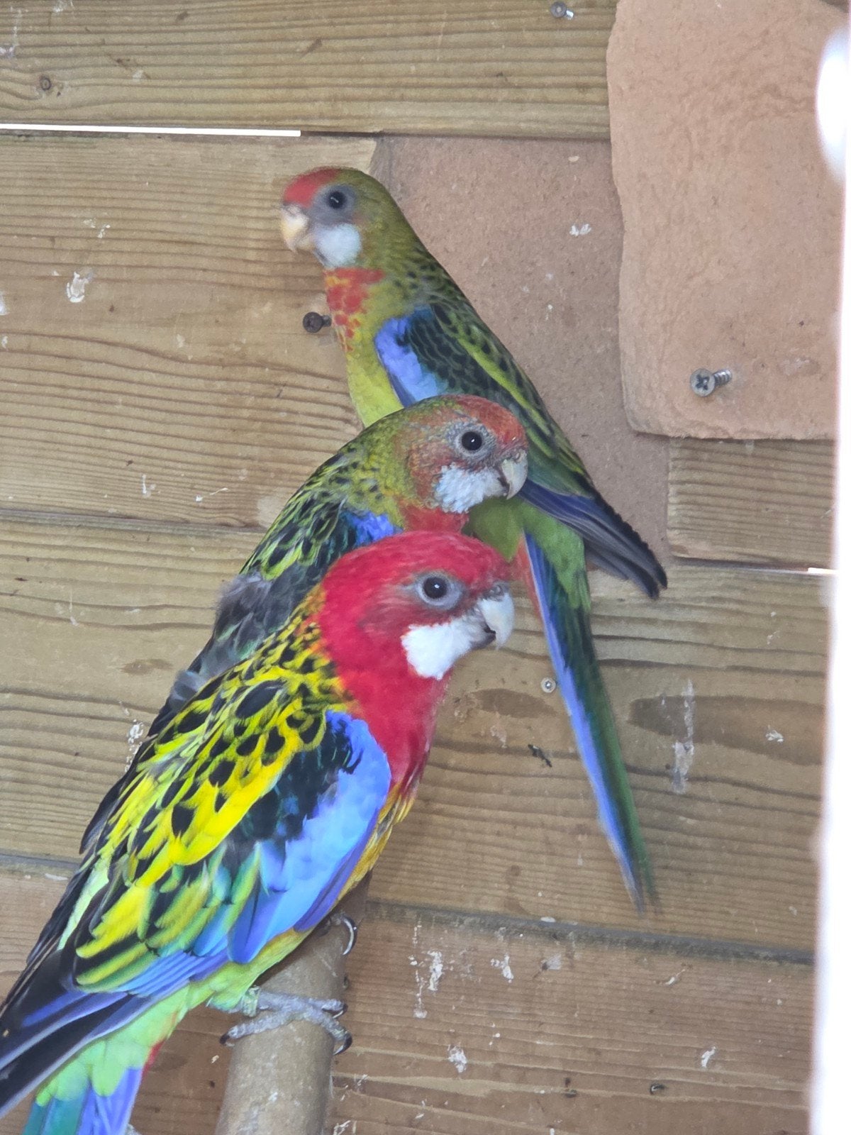 Rosselas, Meerdere dieren, Parkiet, Geringd