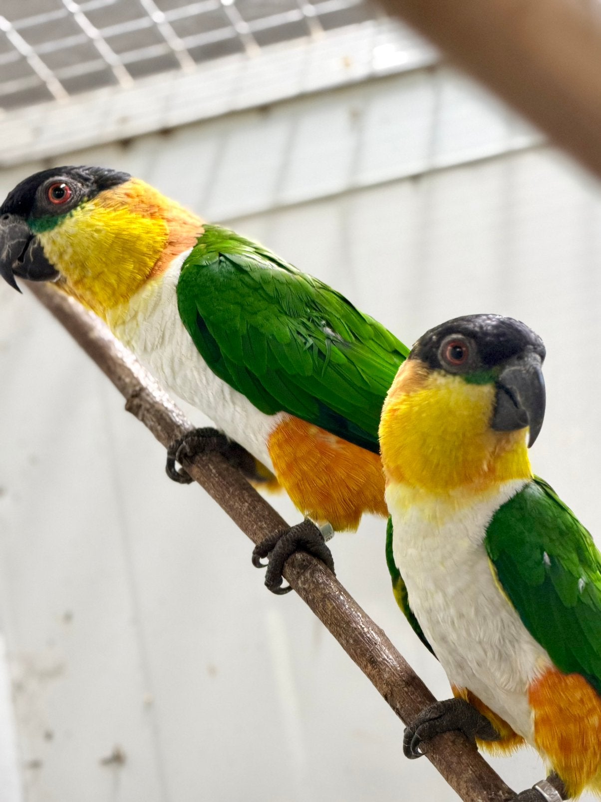 Meerdere kweekkoppels zwartkop caiques 2012-2020, Dieren en Toebehoren, Vogels | Parkieten en Papegaaien, Meerdere dieren, Papegaai