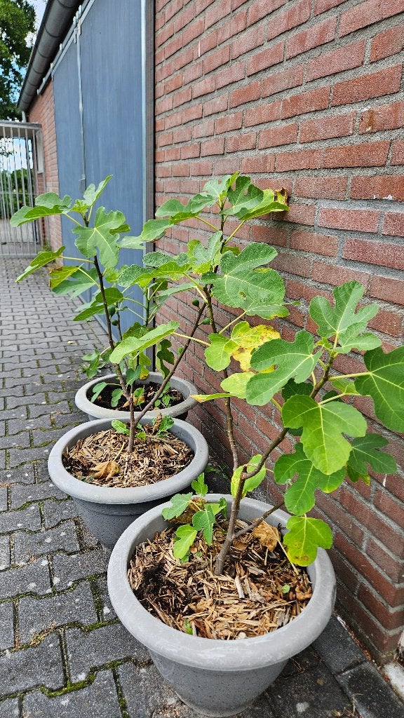 Vijgenboom, Overige soorten, Lente, Minder dan 100 cm, Ophalen