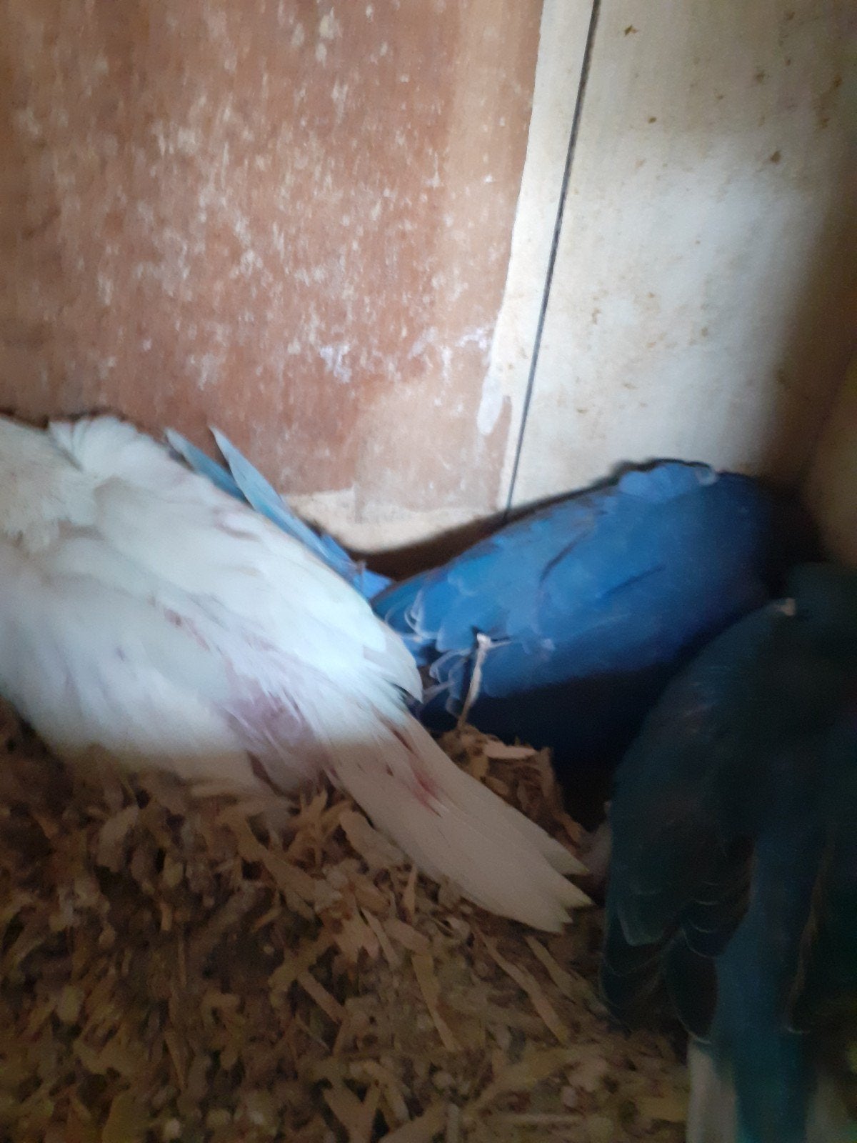 Jonge halsbandparkieten om tam te maken, Dieren en Toebehoren, Vogels | Parkieten en Papegaaien, Geslacht onbekend, Parkiet, Geringd