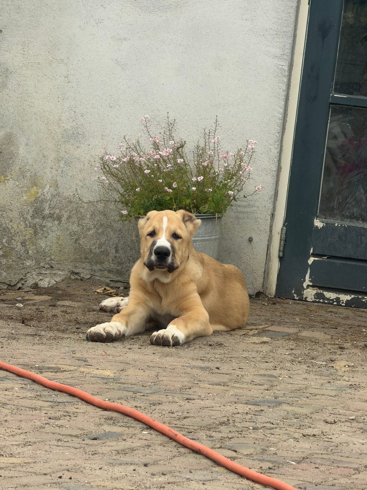 Alabai Pups | Central Asian Shepherd | Ovcharka, Dieren en Toebehoren, Particulier, Reu, 8 tot 15 weken, Buitenland