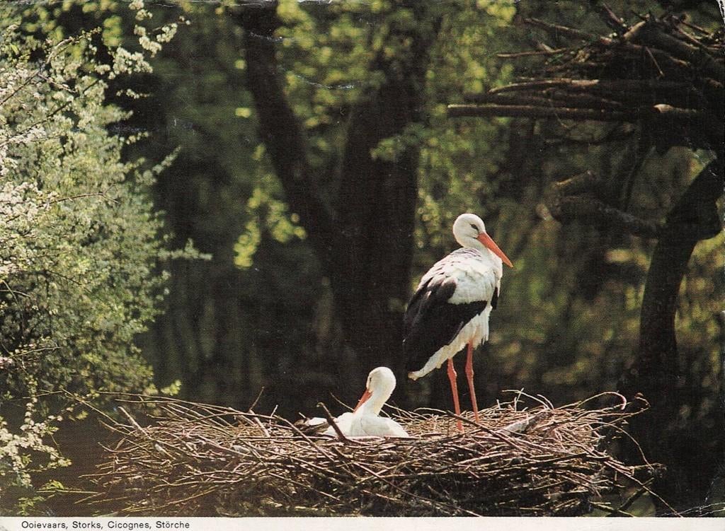 Vogels, Verzenden, 1980 tot heden, Gelopen, Vogel