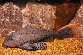 L-Nummers: L095 Pseudorinelepis sp., Dieren en Toebehoren, Vissen | Aquariumvissen, Vis, Zoetwatervis