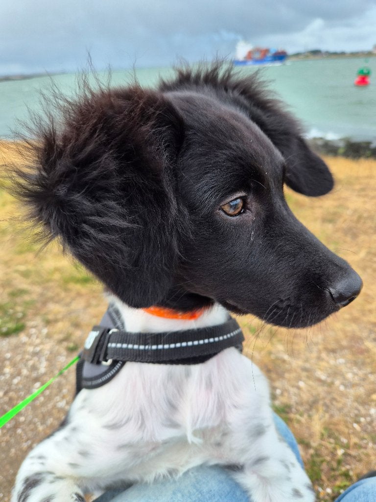 Lieve Friese Stabij pup van 4 maanden zoekt nieuw thuis, 15 weken tot 1 jaar, Reu, Parvo, Eén hond