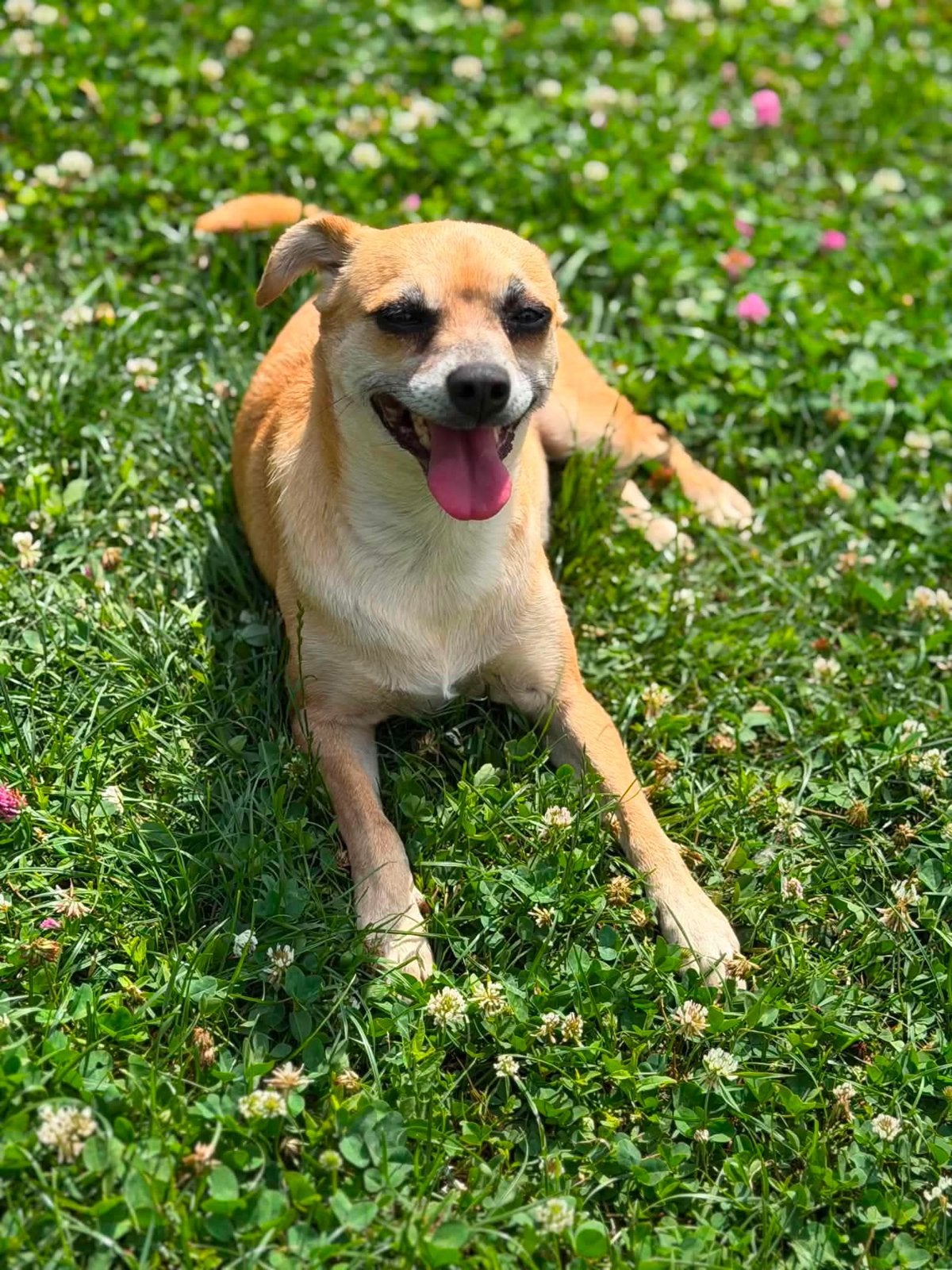 Ruby, klein (6kg) mix teefje. Gest 6 jaar, Dieren en Toebehoren, Honden | Niet-rashonden, 6 jaar of ouder, Particulier, Buitenland