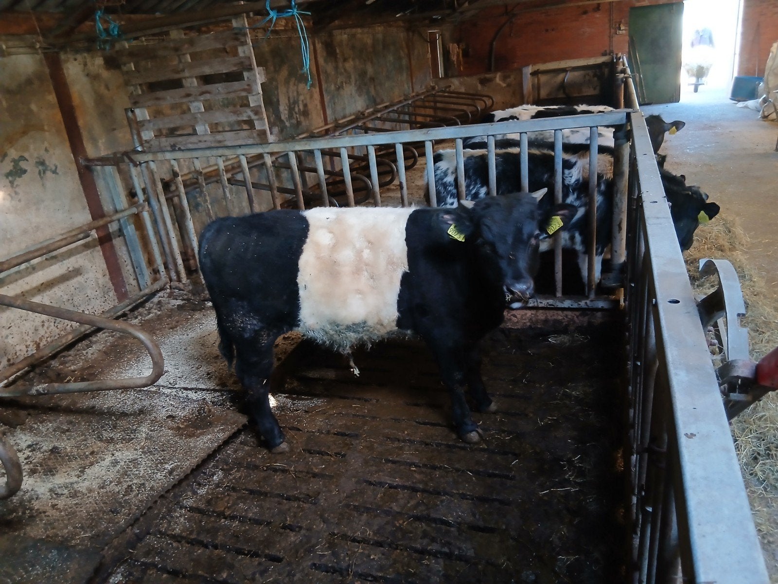 Lakenvelder Dekstier, Mannelijk, 0 tot 2 jaar