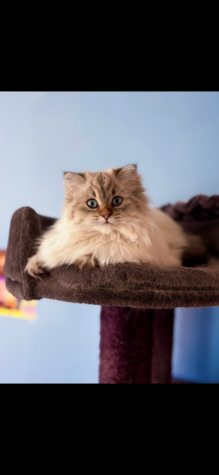 Britse langhaar, Dieren en Toebehoren, Poes, Ontwormd, 0 tot 2 jaar
