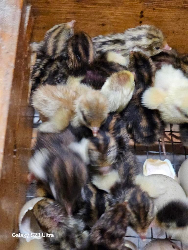Japanse kwartels kuikens, Dieren en Toebehoren, Pluimvee, Geslacht onbekend, Overige soorten