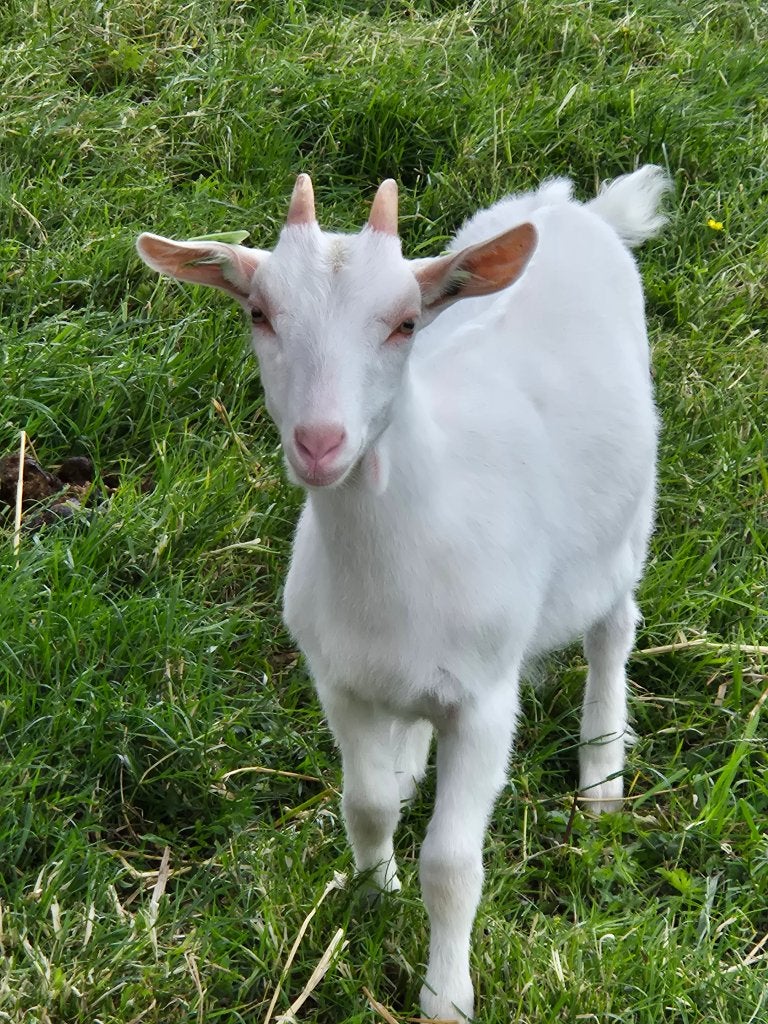 Witte melkgeit CAE en CL vrij, Dieren en Toebehoren, Schapen, Geiten en Varkens, Geit, Vrouwelijk, 0 tot 2 jaar