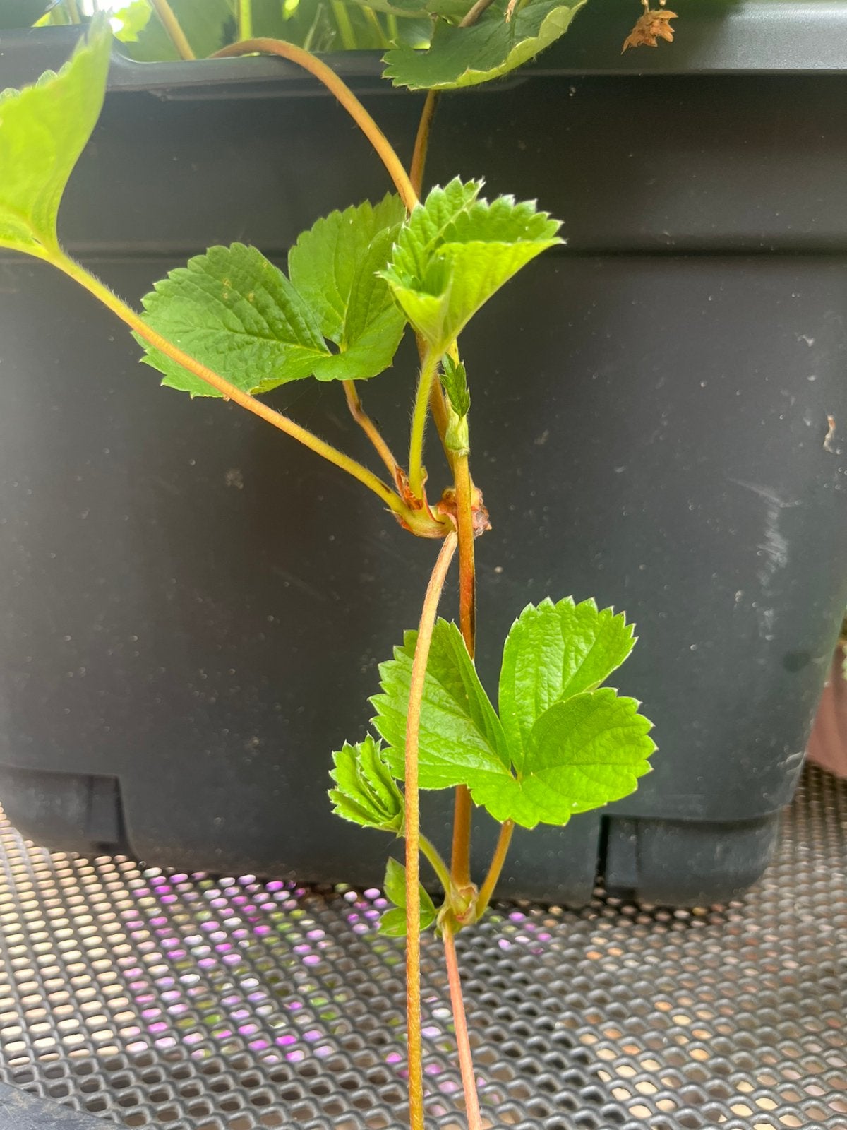 Aardbeien stekjes Gratis, Tuin en Terras, Planten | Tuinplanten, Ophalen, Volle zon