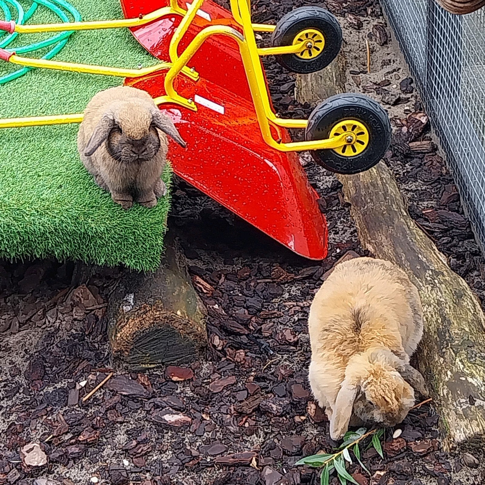 moeder en dochter hangoor konijn, Dieren en Toebehoren, Hangoor