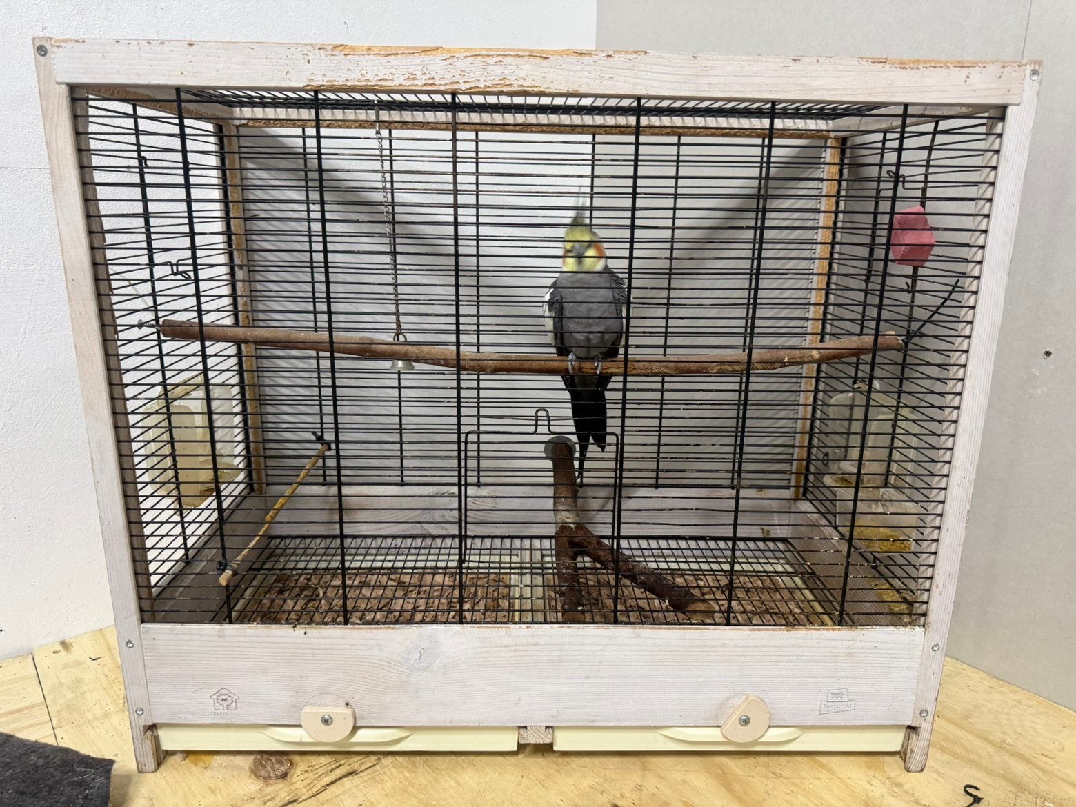 Valk parkiet met kooi en accessoires, Dieren en Toebehoren, Vogels | Hokken en Kooien, Ophalen, Zo goed als nieuw, Metaal, Vogelkooi