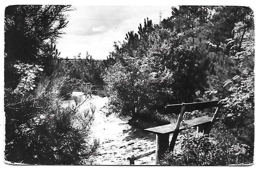 Ossendrecht Dennenheuvel Oude Gelopen Ansichtkaart (B1460, Ophalen of Verzenden, 1940 tot 1960, Gelopen