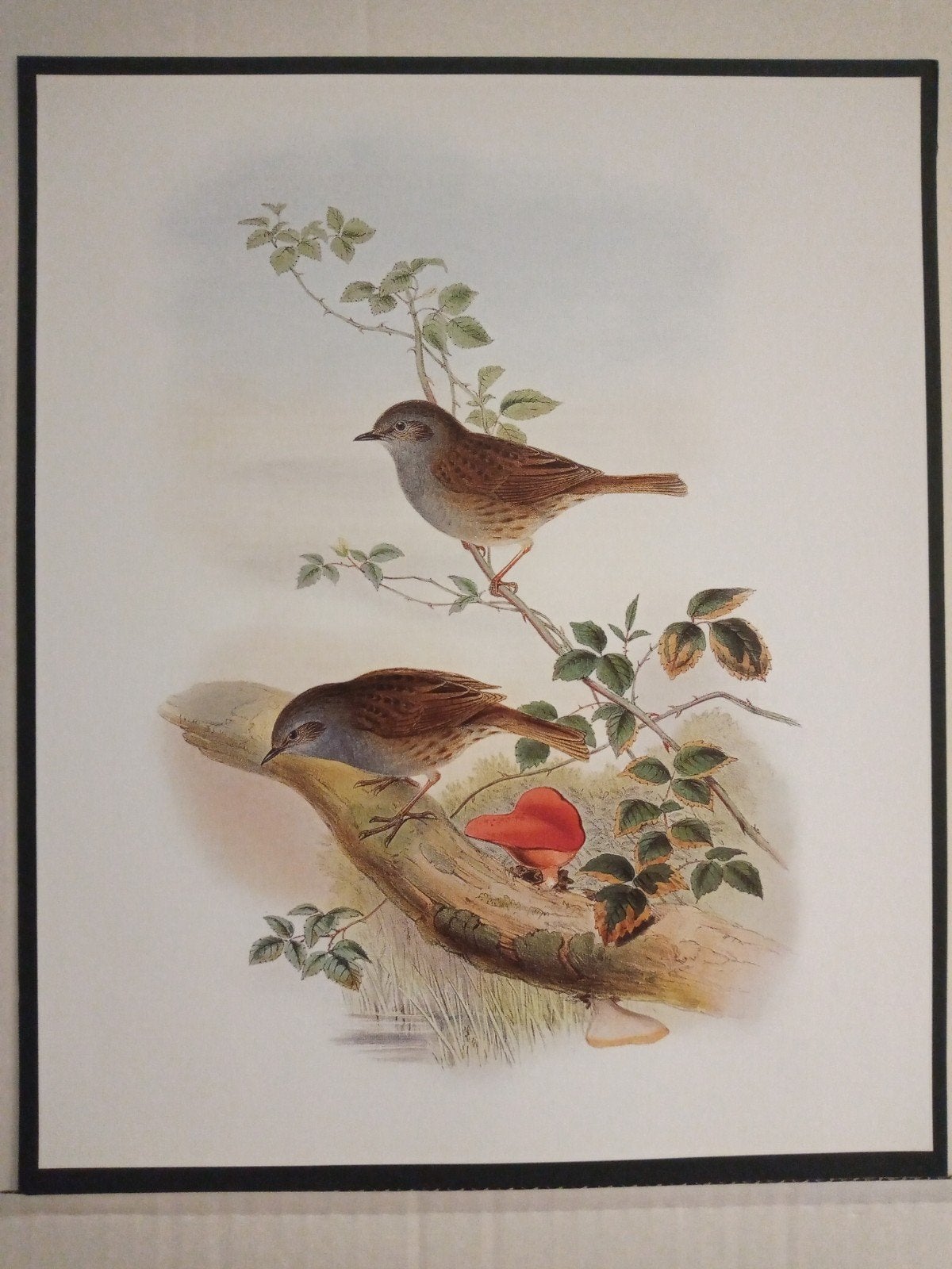 Heggemus - prachtige plaat afmeting 24,5cm x 29,5cm, Verzenden, 1980 tot heden, Zo goed als nieuw, Dier