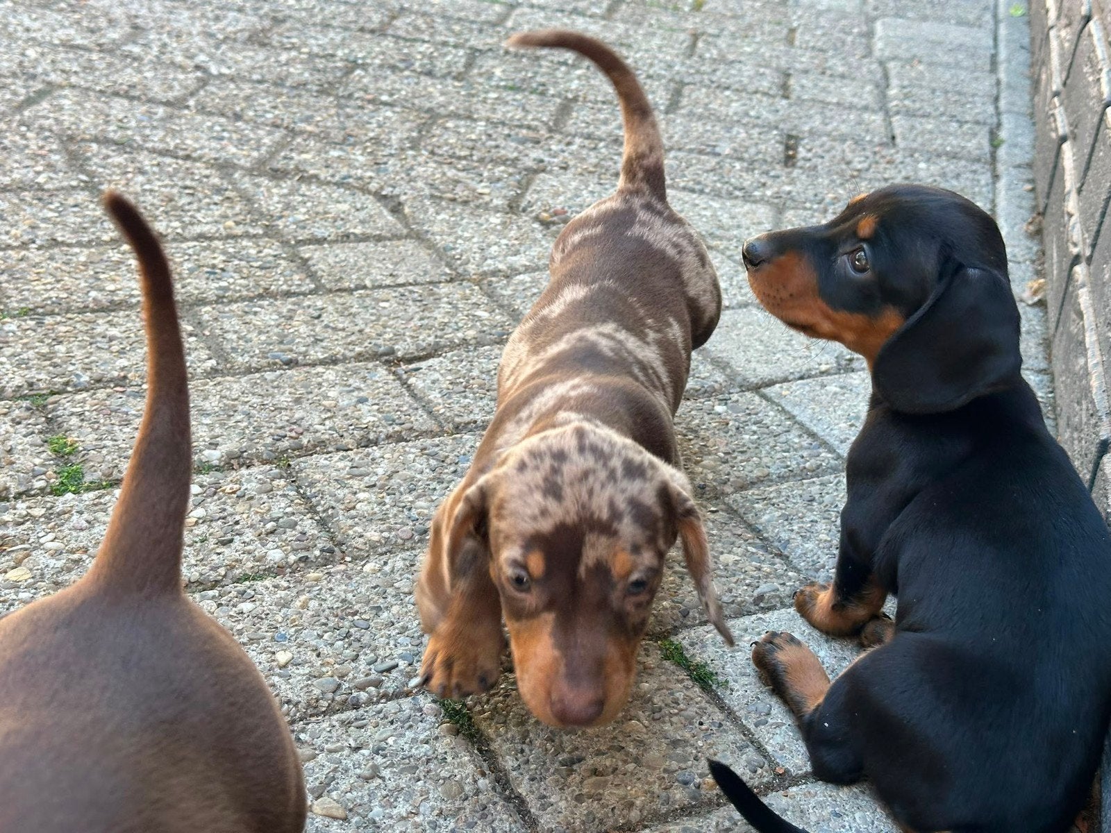 Dwergteckel pupy's, 8 tot 15 weken, Korthaar, Dwerg, Parvo