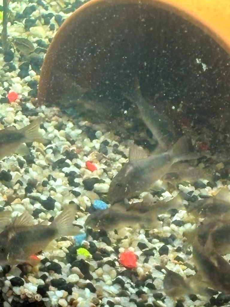 Corydoras aeneus, Dieren en Toebehoren, Vissen | Aquariumvissen, Vis, Zoetwatervis, Schoolvis