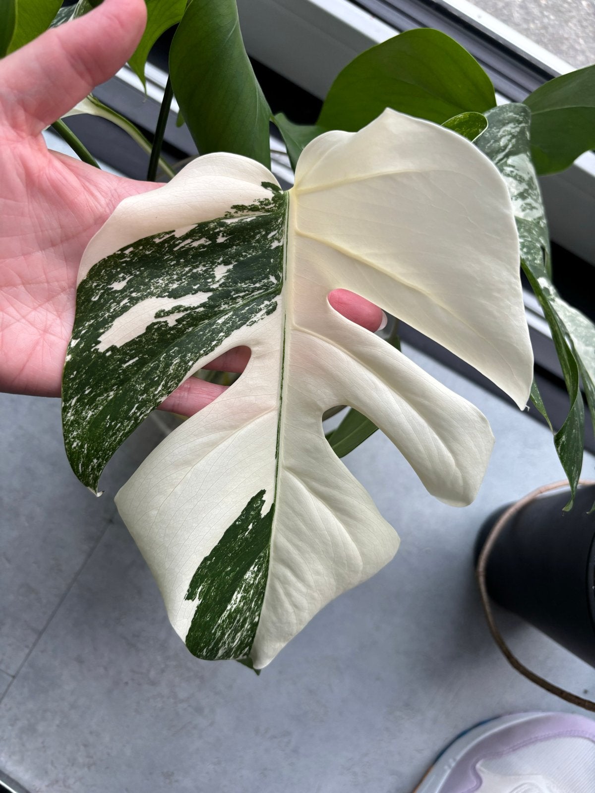 Diverse gewortelde Monstera variegata stekken - vanaf €10, Overige soorten, Minder dan 100 cm, Groene kamerplant, Halfschaduw