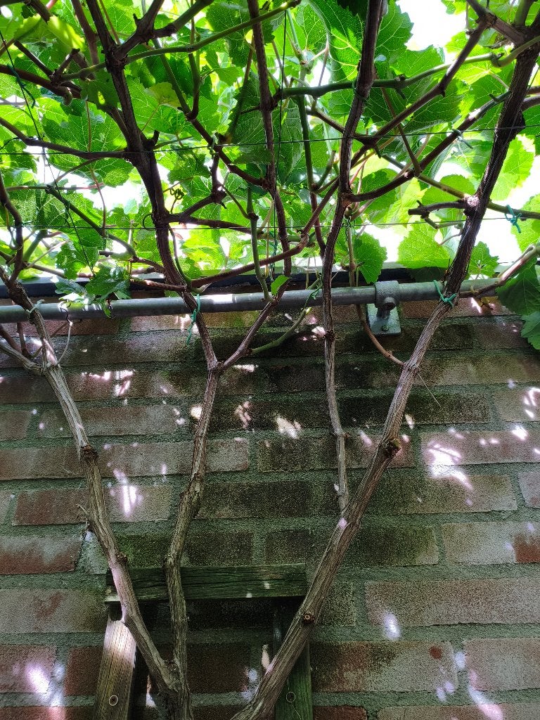 Tafeldruif 'vitis Kodrianka' (6/7 jaar), Ophalen, Minder dan 100 cm, Lente, Overige soorten