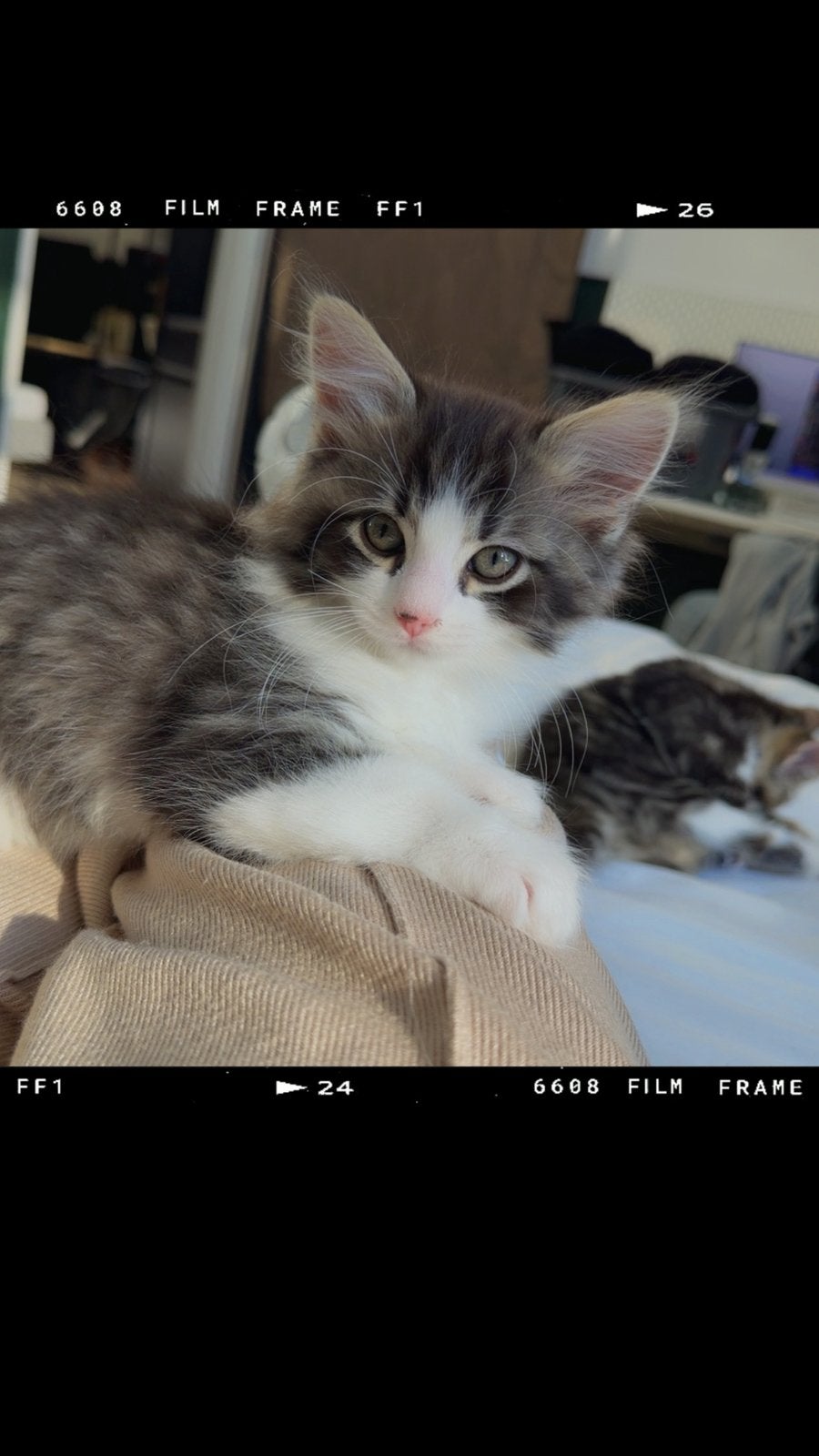 3 prachtige Ragdoll x Europese Korthaar kittens, Meerdere dieren, 0 tot 2 jaar