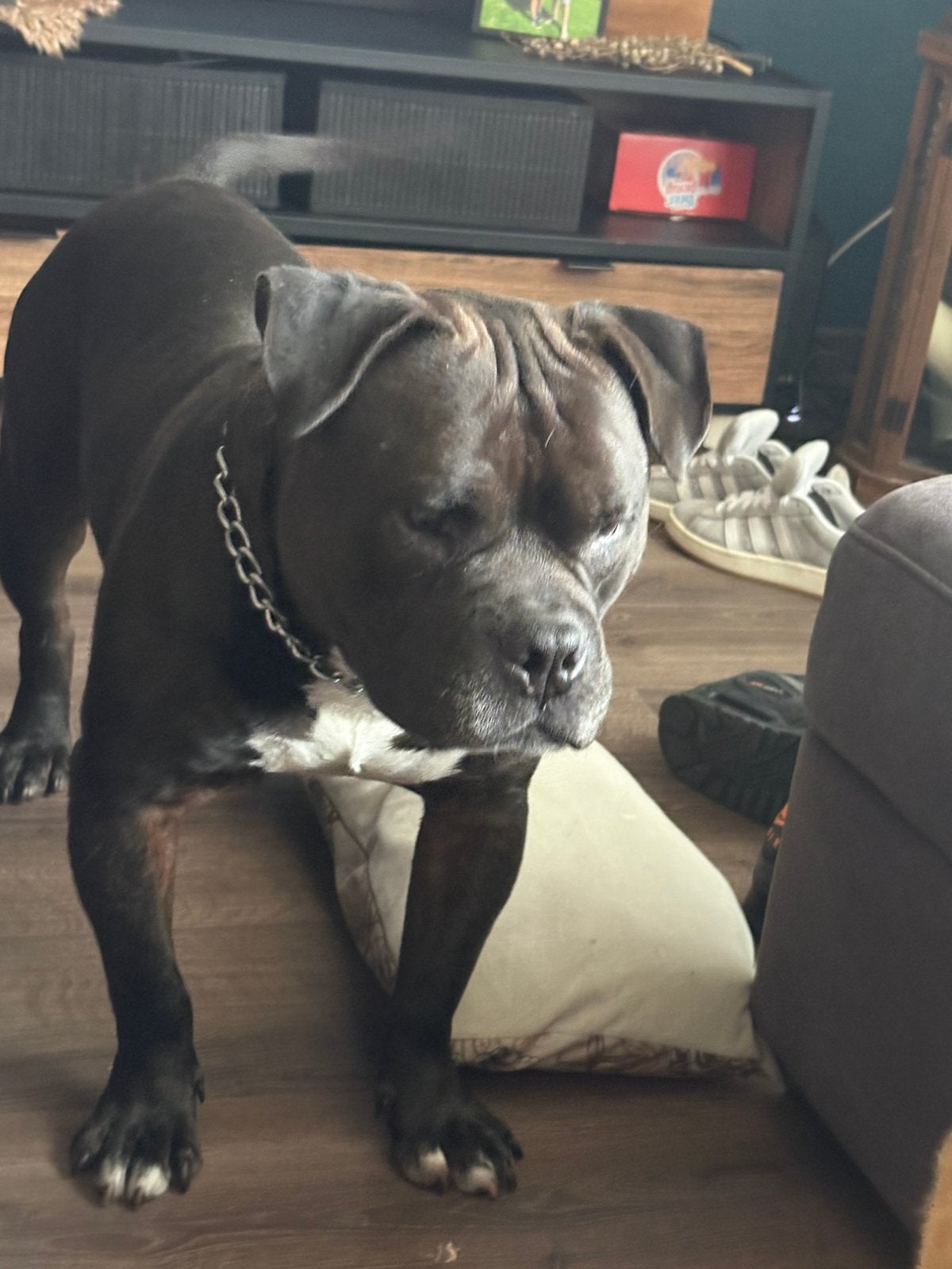 Tekoop aangeboden Amerikaanse buldog, Dieren en Toebehoren, 6 jaar of ouder, Reu, Bulldog, Eén hond