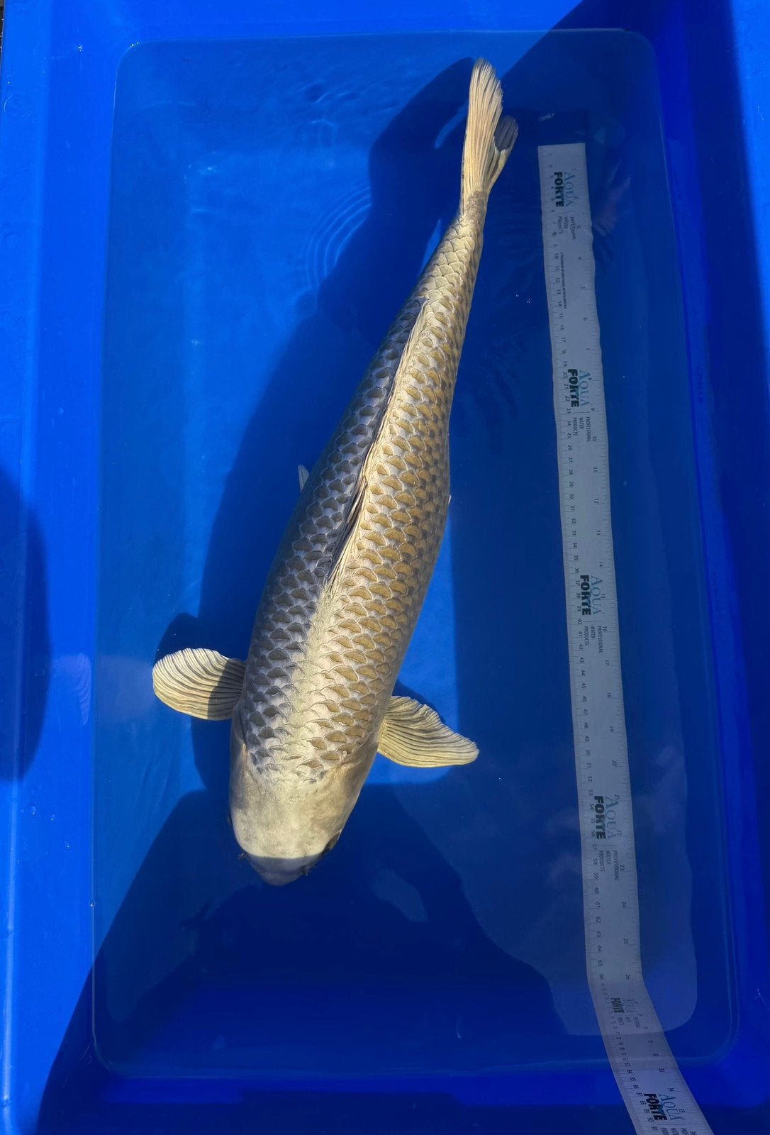 Mukashi Ogon koi 61cm, Dieren en Toebehoren, Karper of Koi