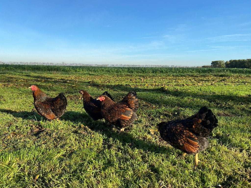 Jonge Wyandotte kriel Goud Zwart gezoomd gesekst en ingeënt, Dieren en Toebehoren, Pluimvee, Vrouwelijk, Kip