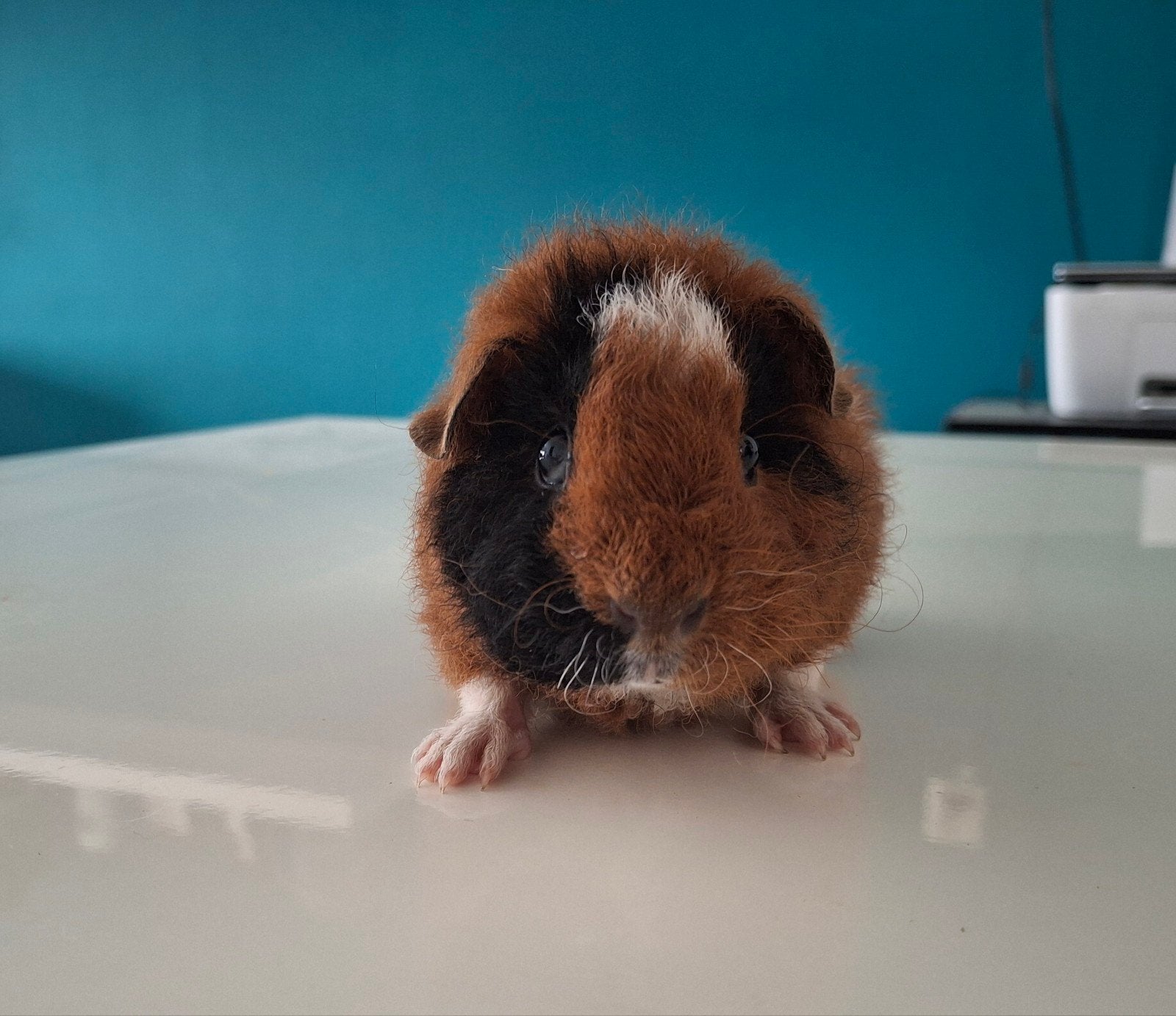 Mooie US Teddy beertje, Dieren en Toebehoren, Knaagdieren, Cavia, Juni, Mannelijk, Tam