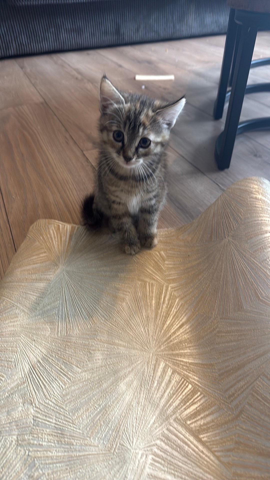 Laatste poes kitten, Poes