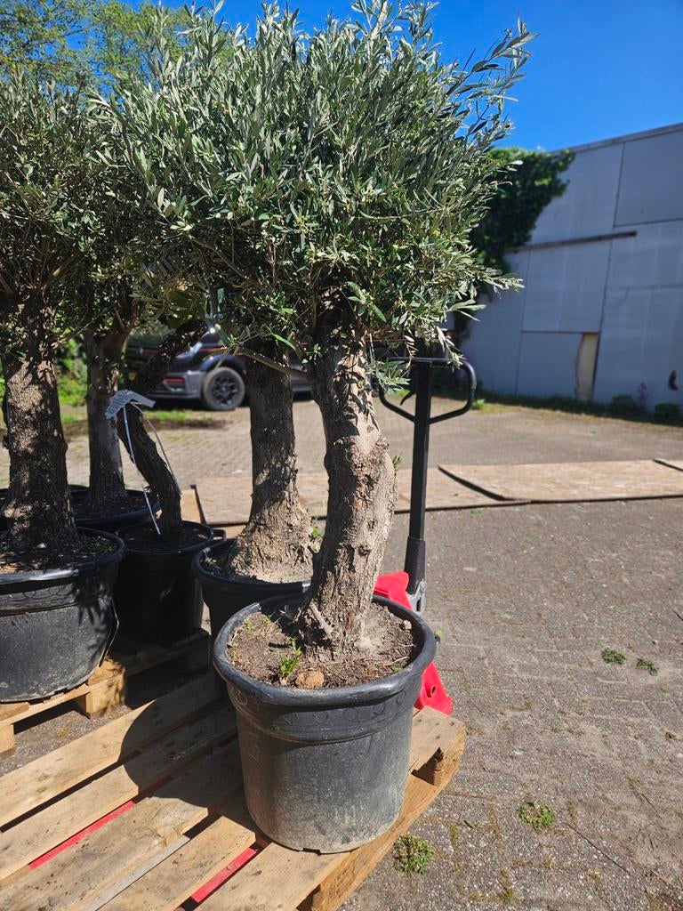 Olijfbomen diverse dikte stammen vanaf 115 euro, Volle zon, Ophalen of Verzenden, 100 tot 250 cm, Olijfboom