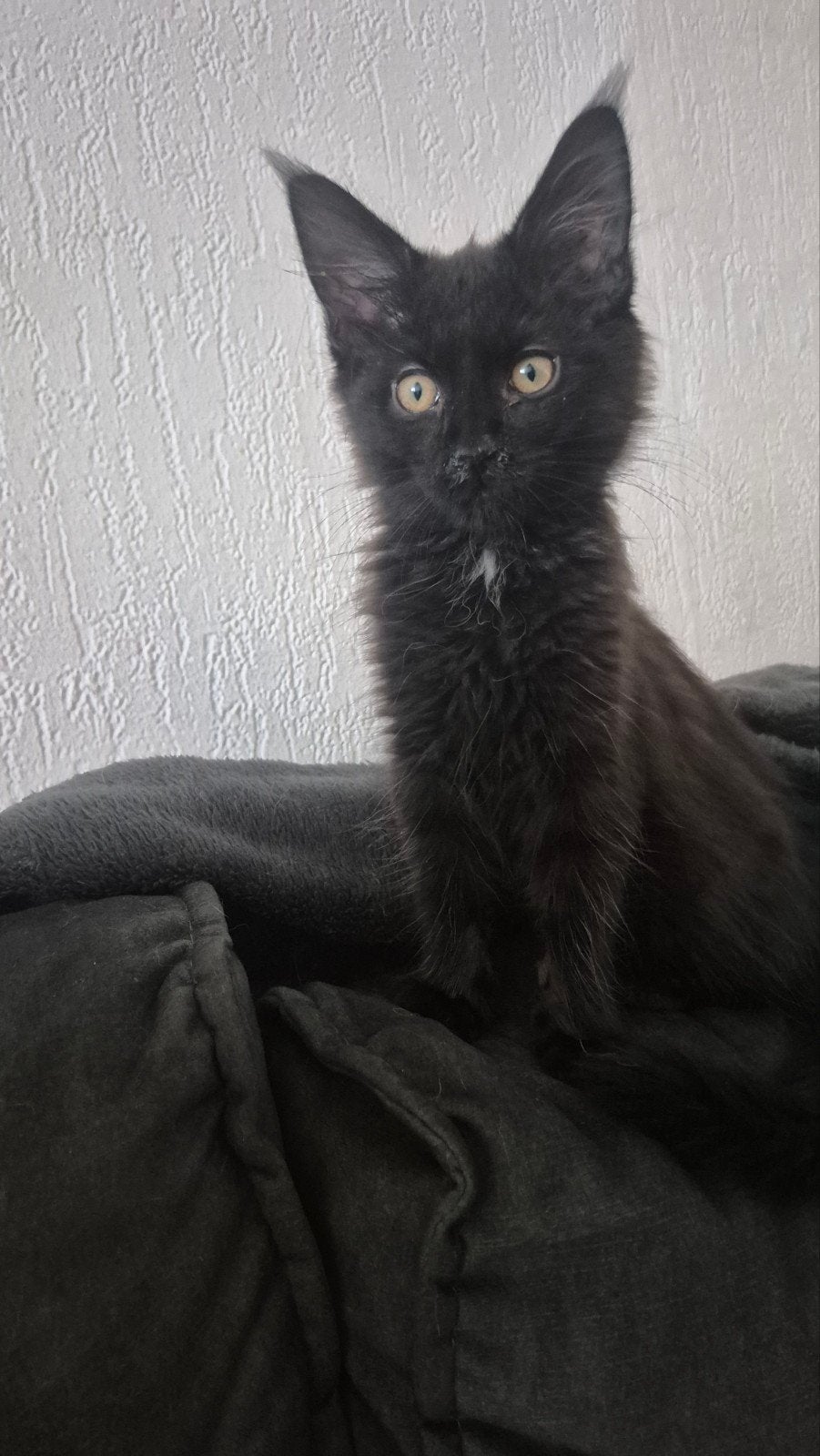 Main coon kitten, gechipt, met stamboom, Kater