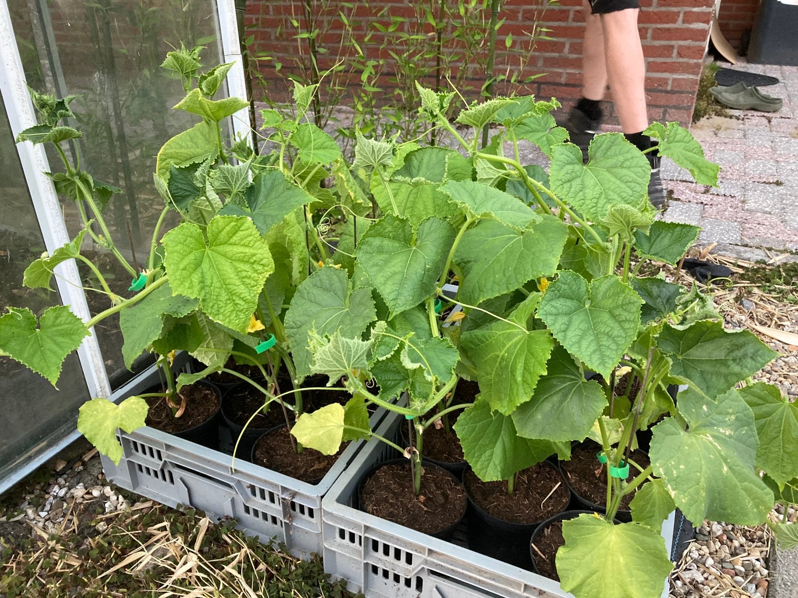 Komkommer planten, Ophalen, Eenjarig, Overige soorten, Volle zon