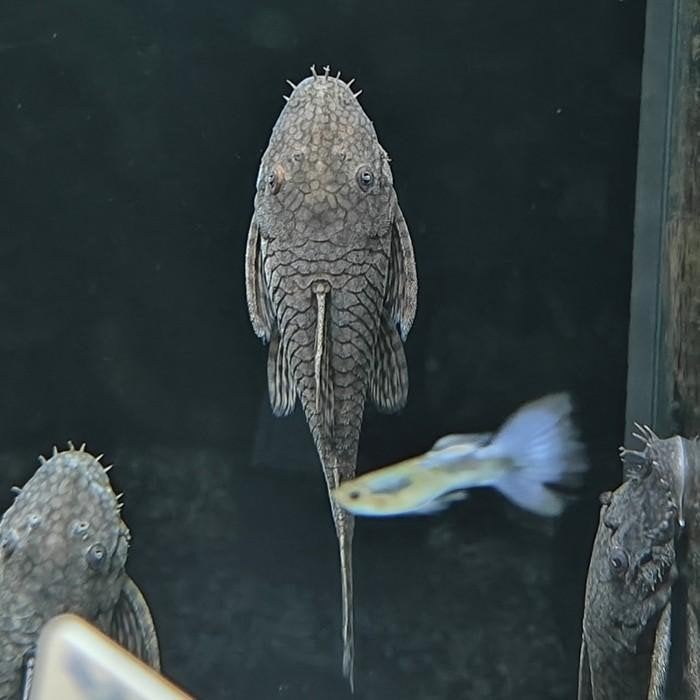 Ancistrus damasceni, Dieren en Toebehoren, Vis