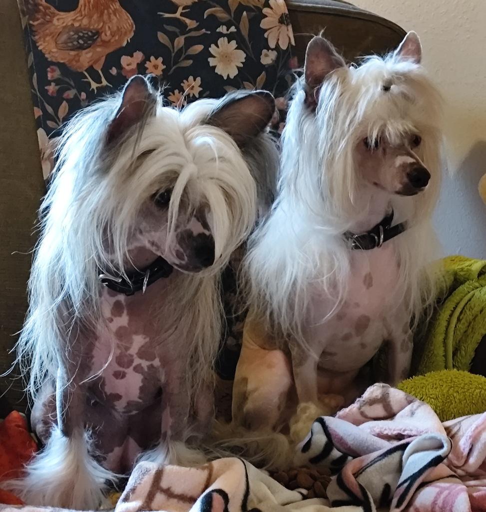 Chinese naakthonden pups, België, Particulier, Overige rassen, 8 tot 15 weken