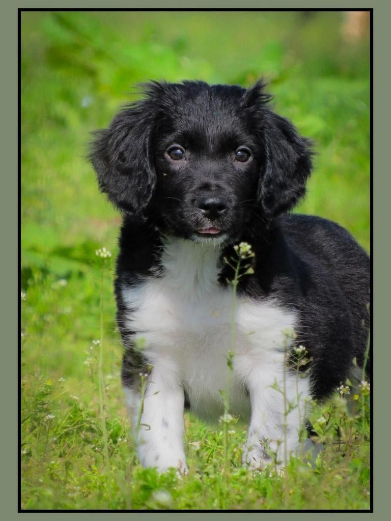Prachtige 75% friese stabij x 25% border collie pups te koop, Parvo, Overige rassen, 8 tot 15 weken, Meerdere