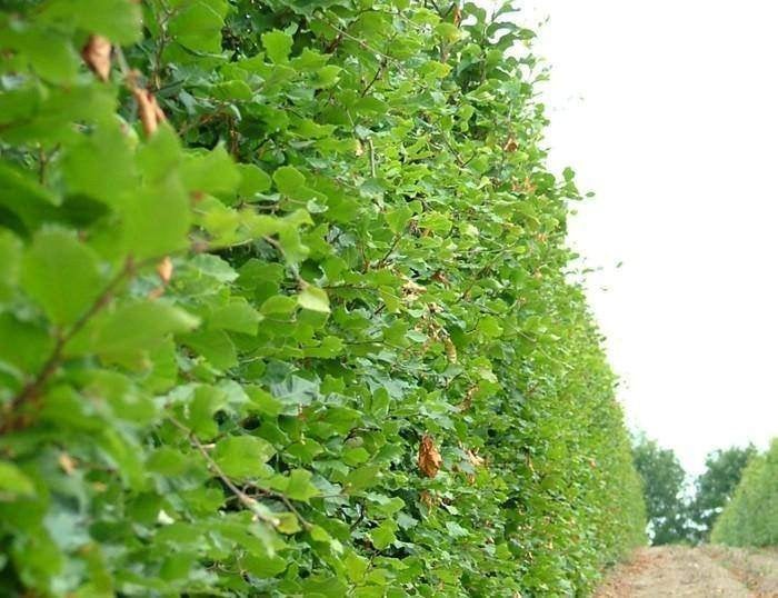 Goedkope groene bladhoudende beukenhagen, beukhaag, haagbeuk, Tuin en Terras, Ophalen of Verzenden, Beukenhaag, Haag, 100 tot 250 cm
