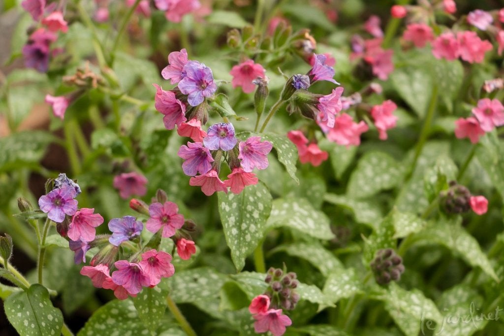 1x Pulmonaria - Longkruid, Vaste plant, Halfschaduw, Lente, Ophalen