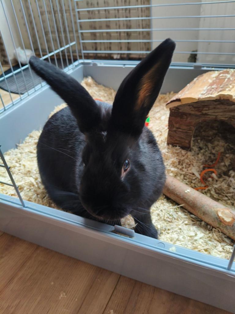Konijn blackie pas 5 maandjes oud!, Dieren en Toebehoren, Konijnen, Mannelijk, Middelgroot, 0 tot 2 jaar